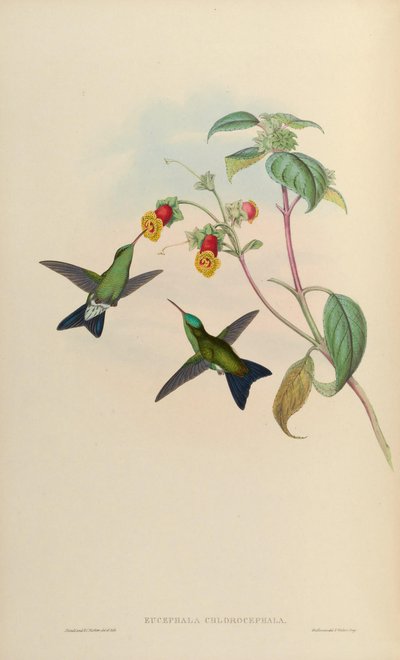 Eucephala chlorocephala door John Gould